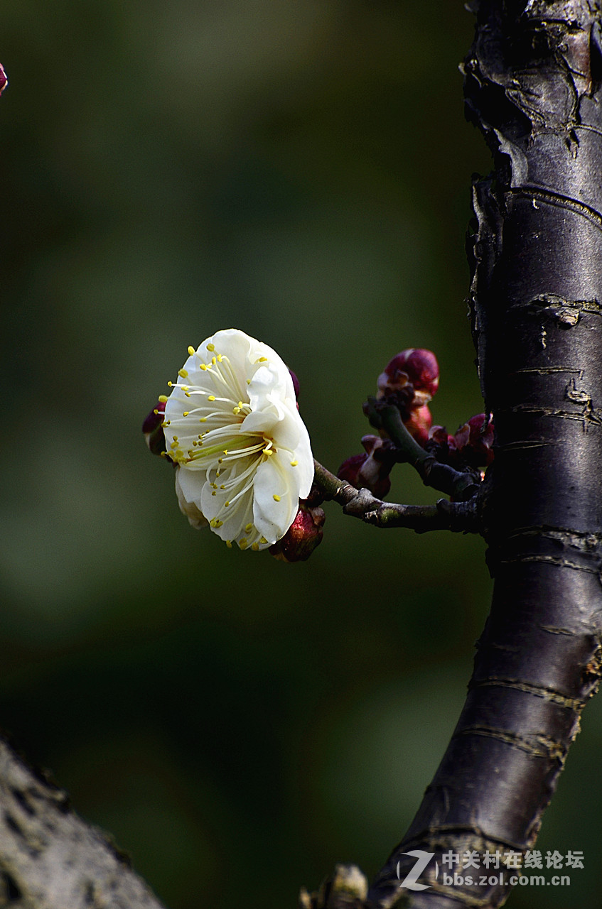 #尼康花卉作品赏析#第22期《梅 花》