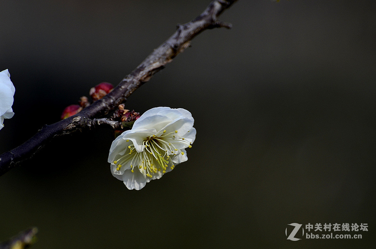 #尼康花卉作品赏析#第22期《梅 花》