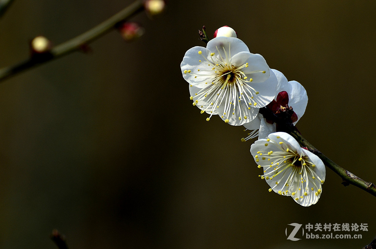 #尼康花卉作品赏析#第22期《梅 花》
