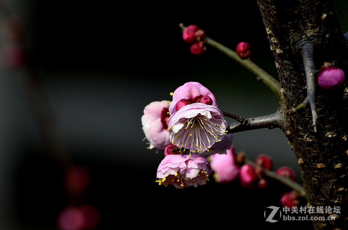 #尼康花卉作品赏析#第22期《梅 花》