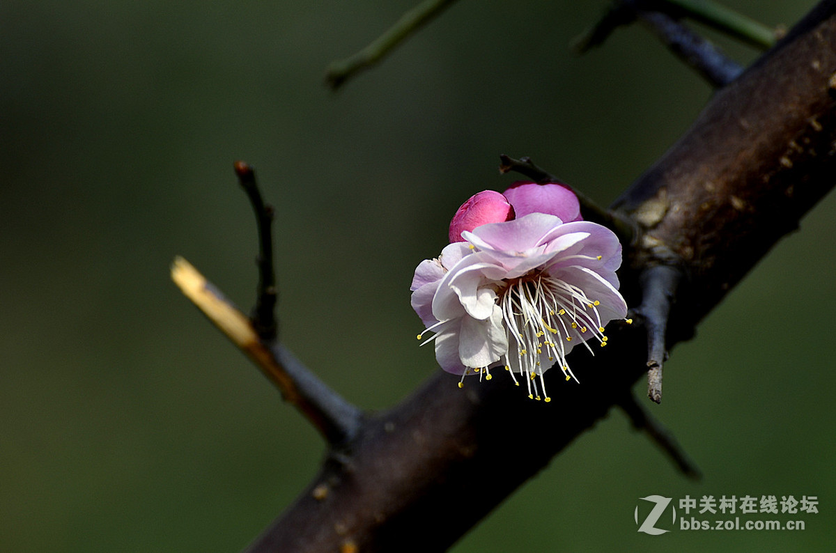 #尼康花卉作品赏析#第22期《梅 花》