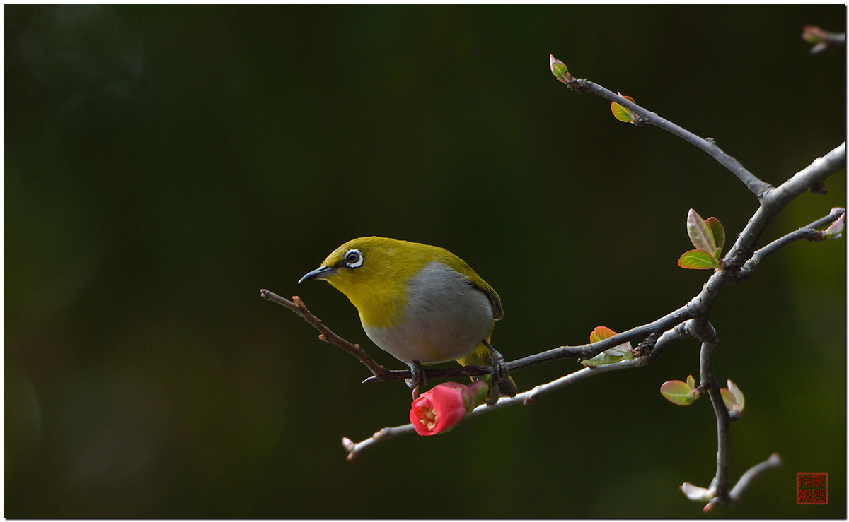 #尼康鸟类作品赏析#第17期《鸟语花香：秀眼》