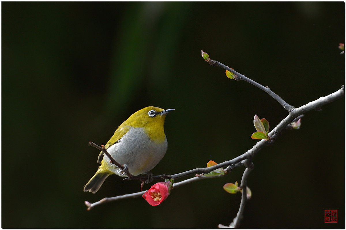 #尼康鸟类作品赏析#第17期《鸟语花香：秀眼》