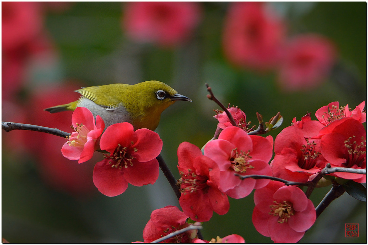 #尼康鸟类作品赏析#第17期《鸟语花香：秀眼》