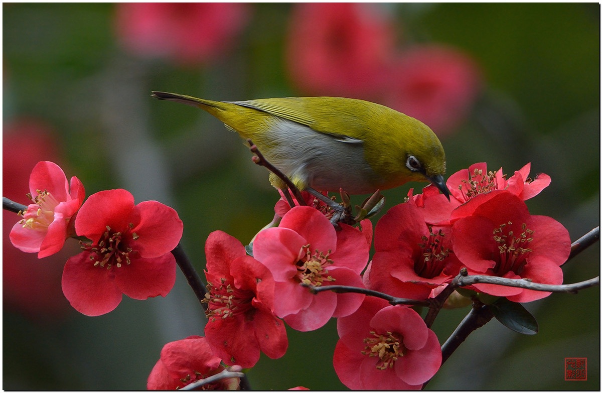 #尼康鸟类作品赏析#第17期《鸟语花香：秀眼》