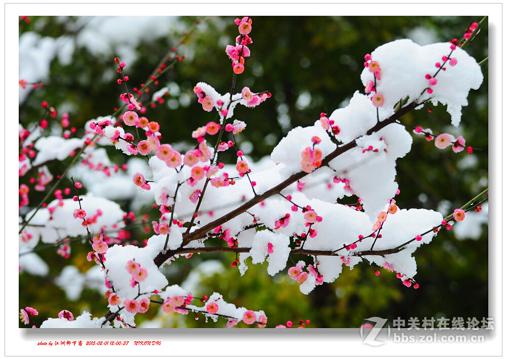 武汉红梅傲雪开