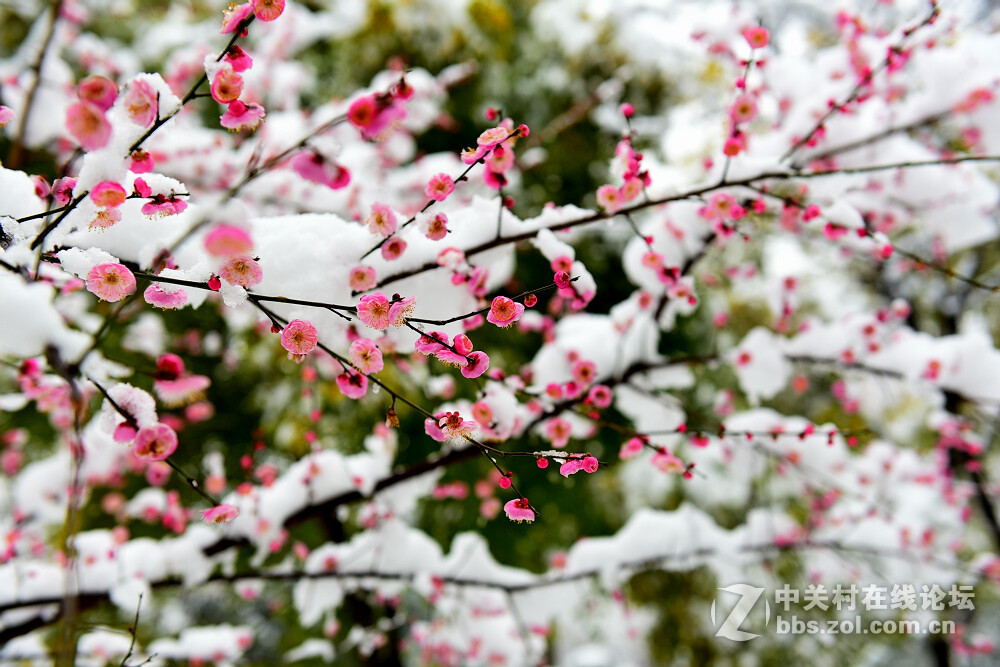 武汉红梅傲雪开