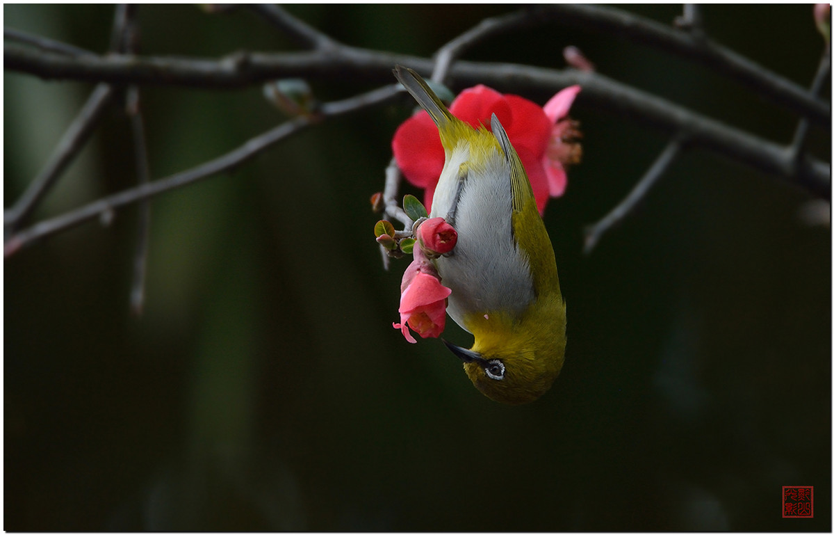 #尼康鸟类作品赏析#第17期《鸟语花香：秀眼》