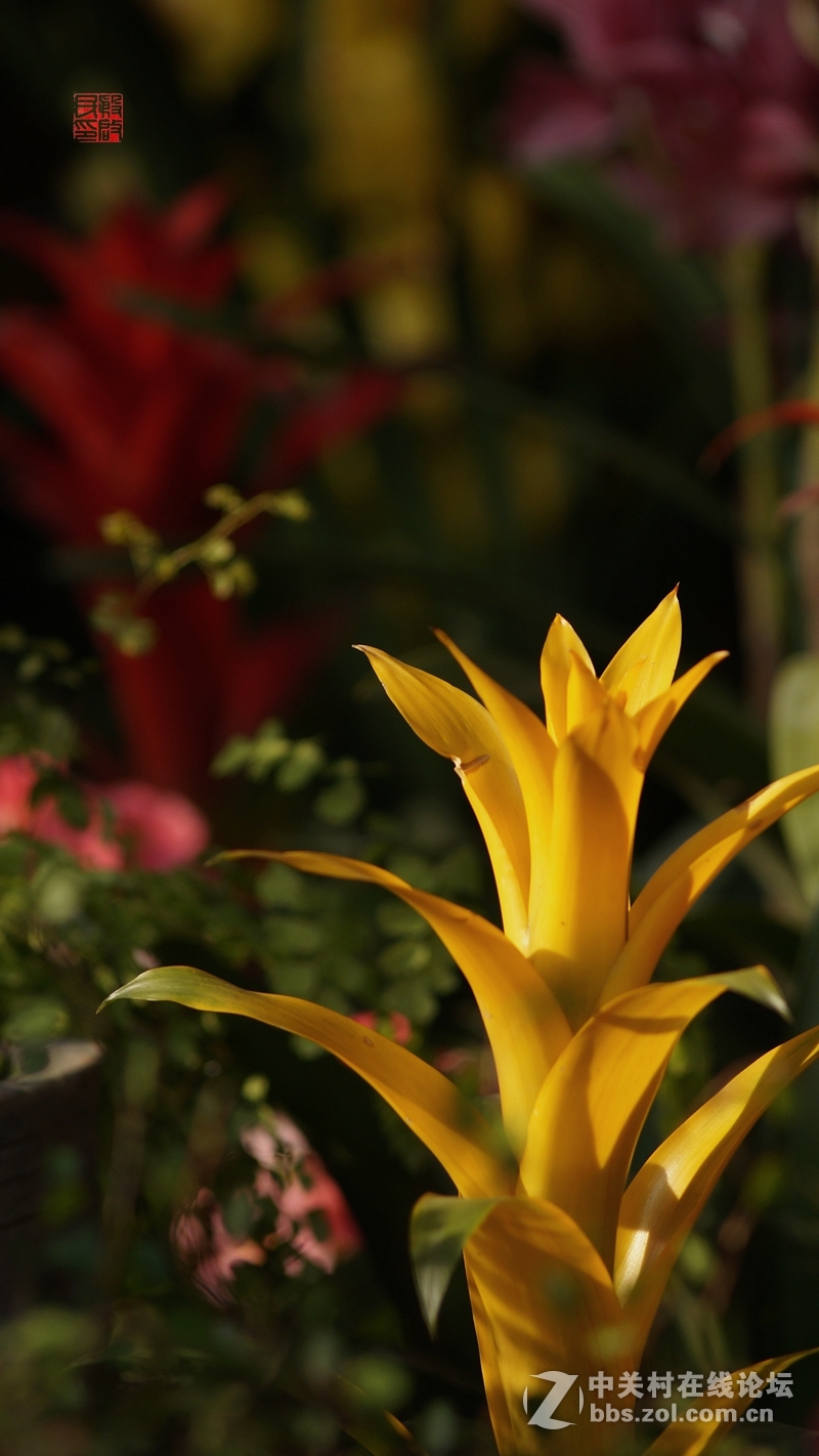 繁花似锦