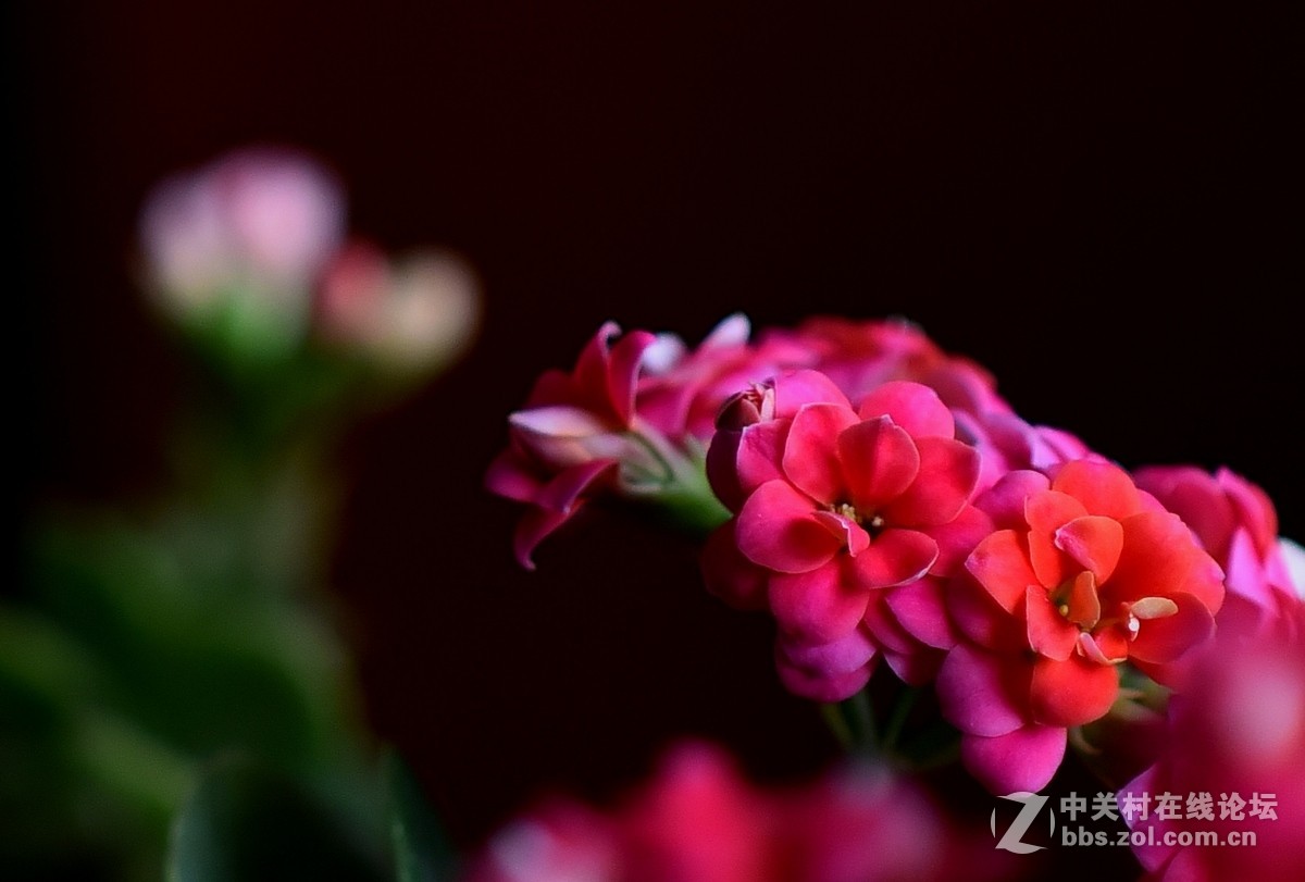 #尼康花卉作品赏析#第23期《随拍一组长寿花》