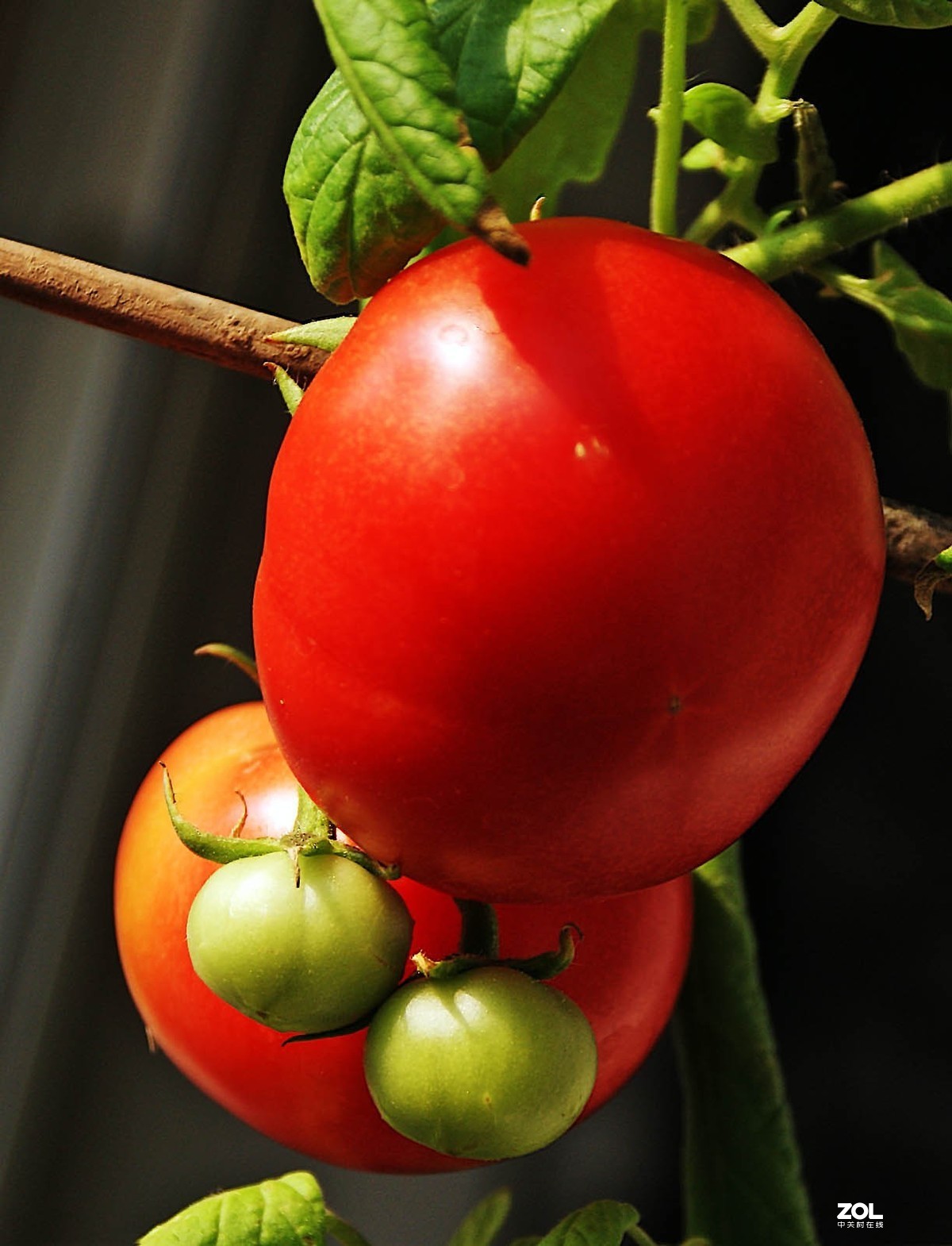 红番茄