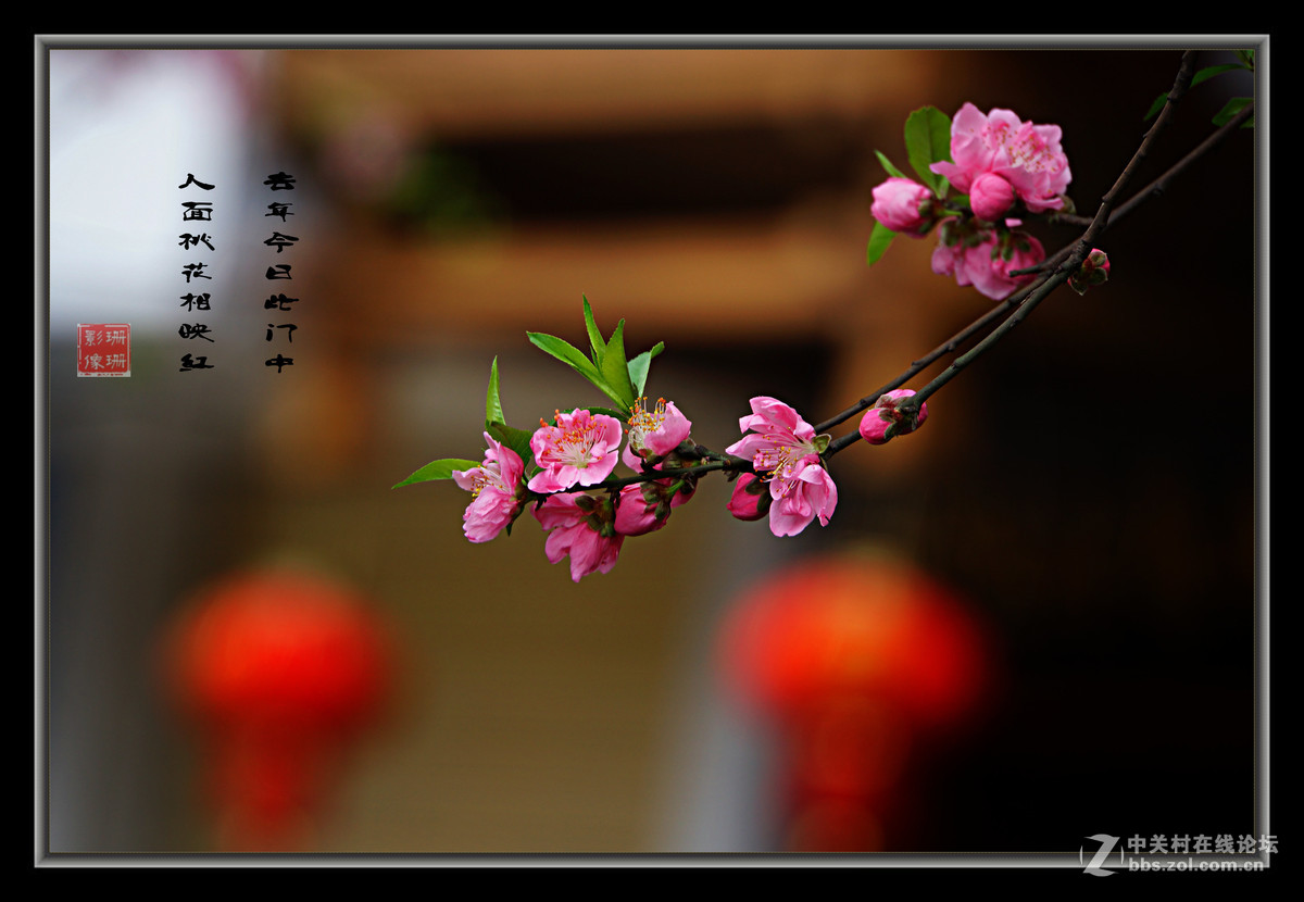 一组桃花