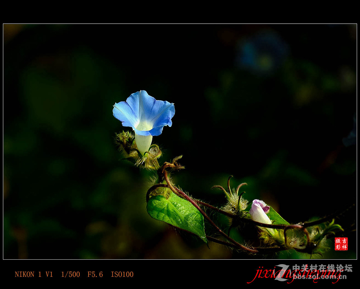 #尼康花卉作品赏析第九期#【牵牛花】