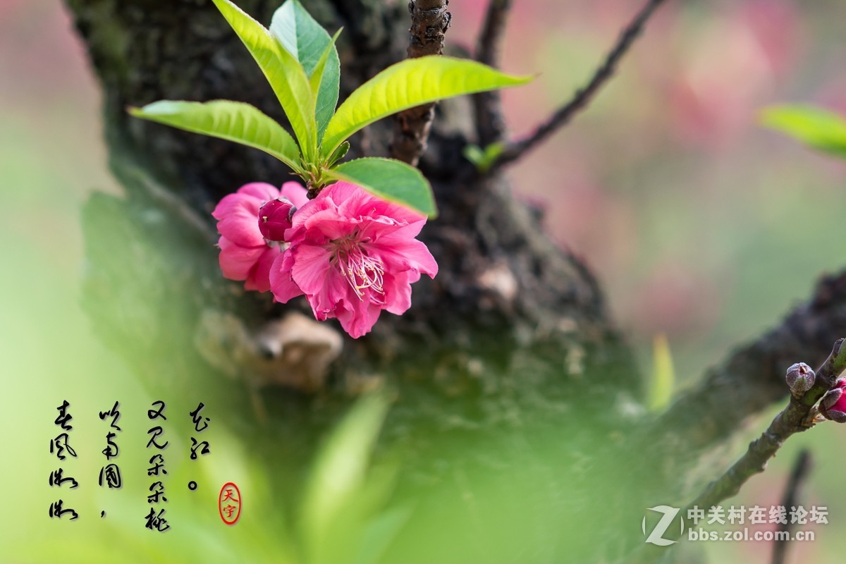 #尼康花卉作品赏析#第25期《春风微微吹南国，又见朵朵桃花红》