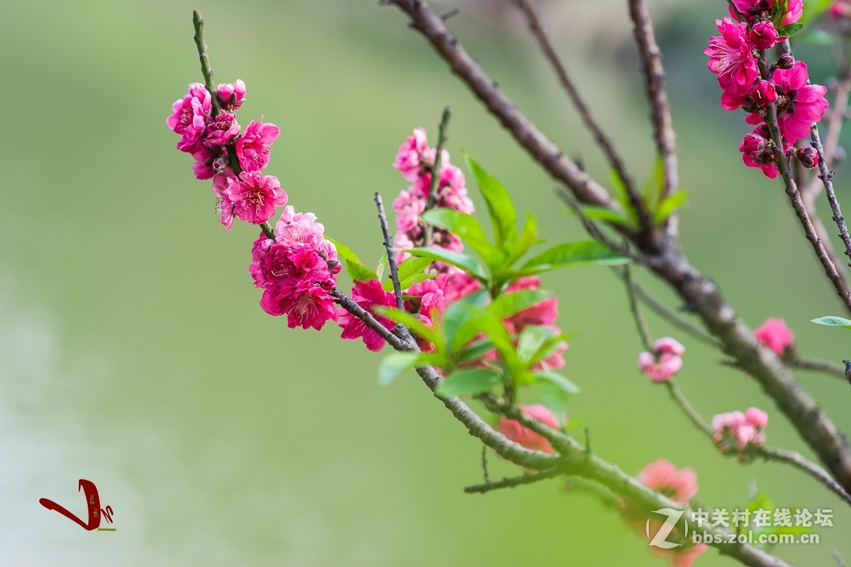 #尼康花卉作品赏析#第25期《春风微微吹南国，又见朵朵桃花红》
