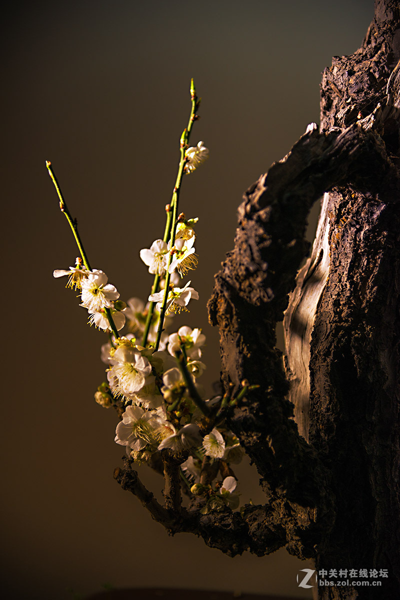 傲骨梅花