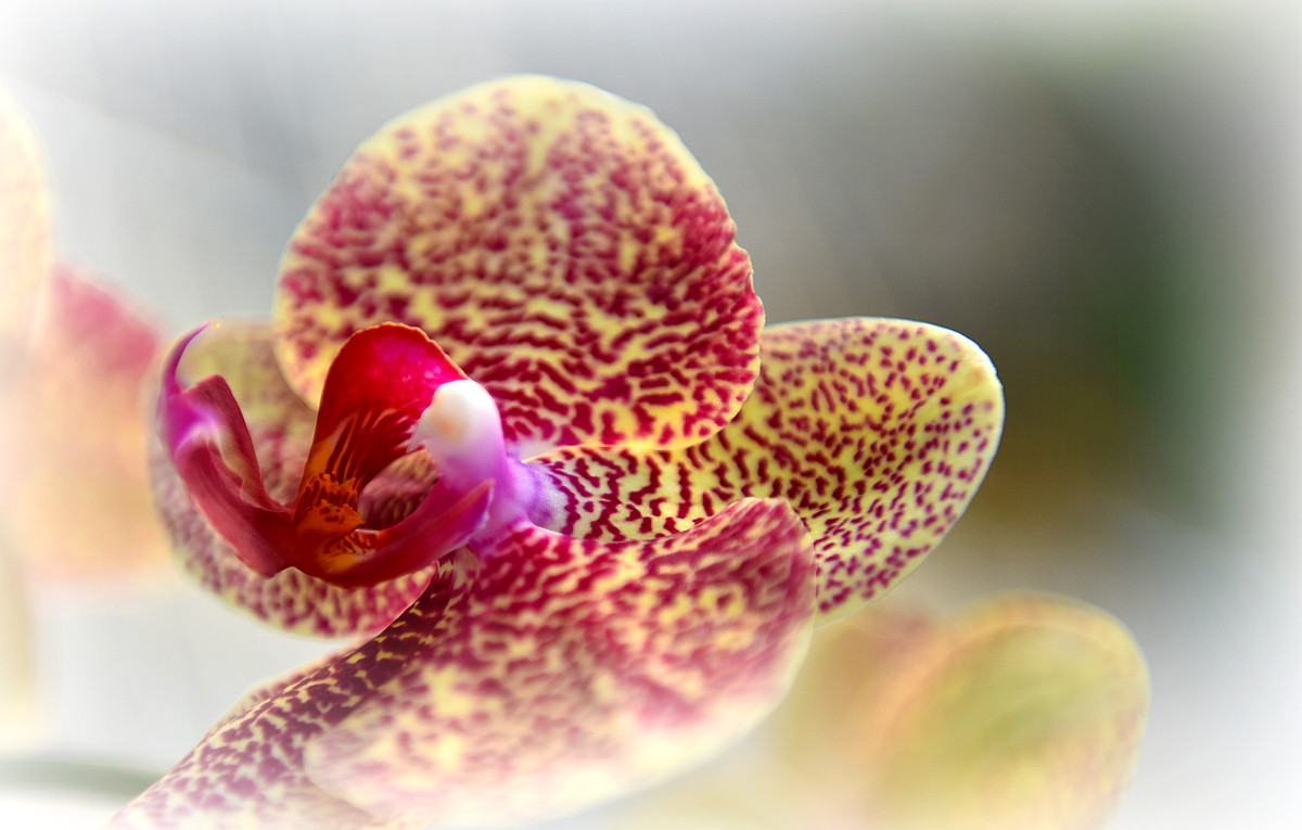 #尼康花卉作品赏析第十期#《再拍蝴蝶兰》