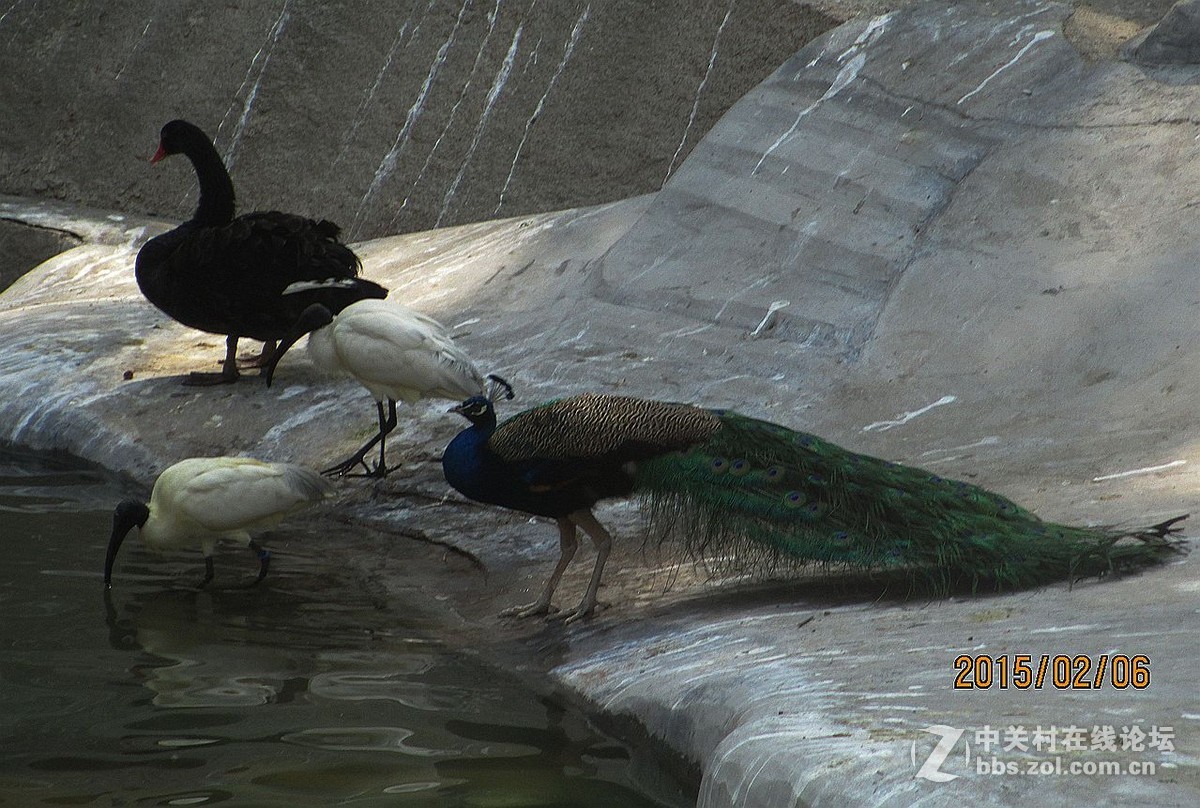 鼓浪屿的百鸟园2