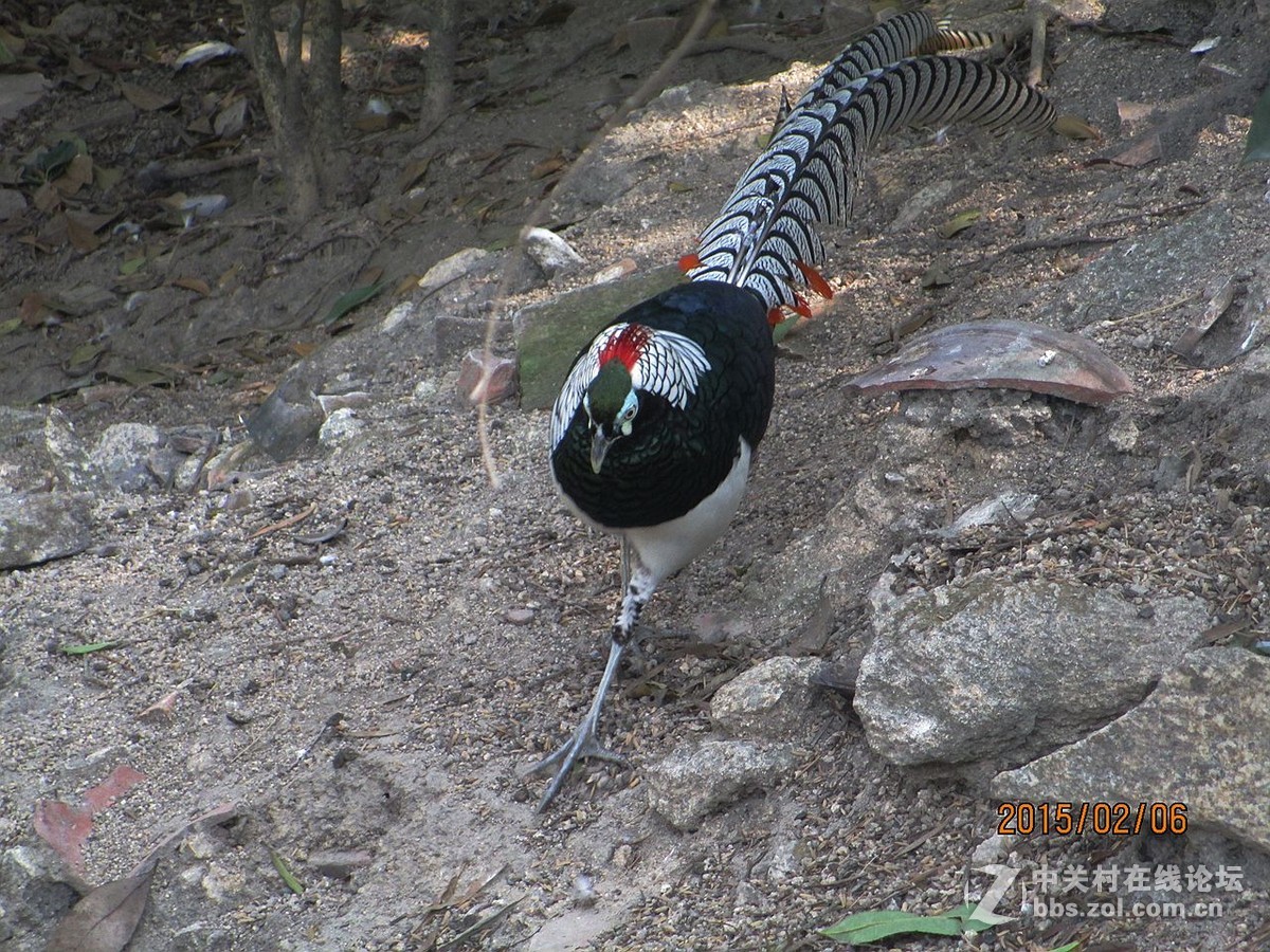 鼓浪屿的百鸟园2