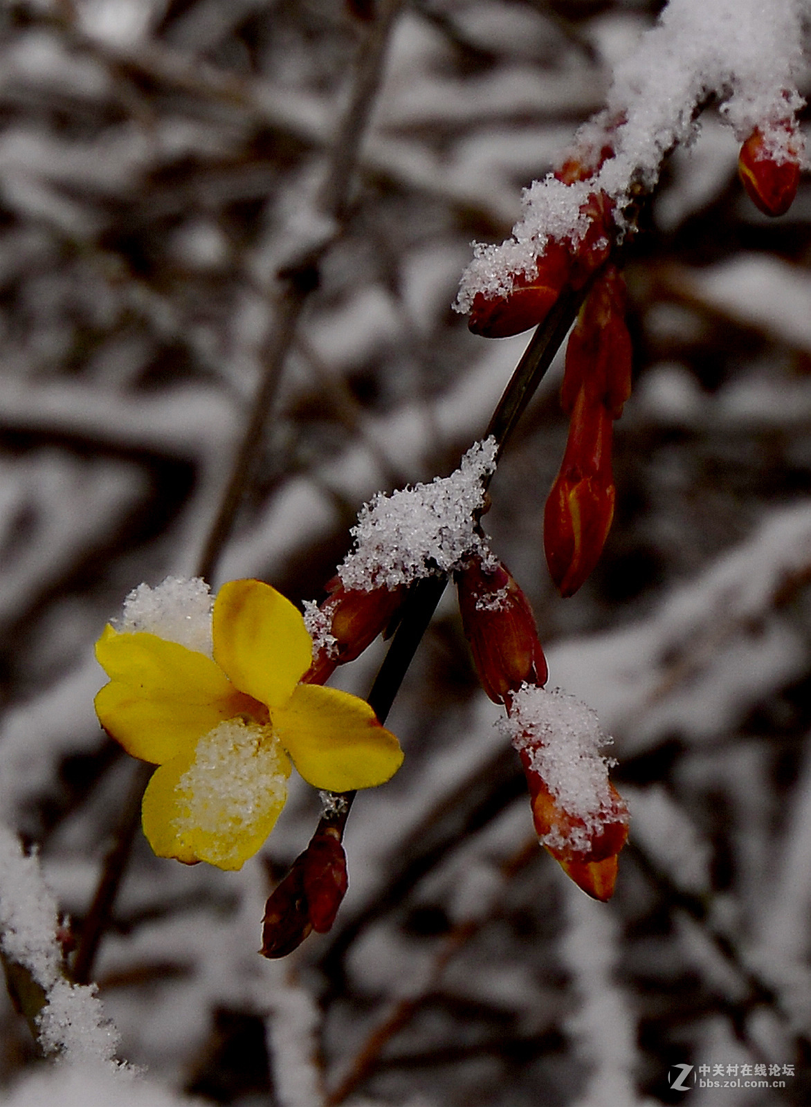 瑞雪中的迎春花