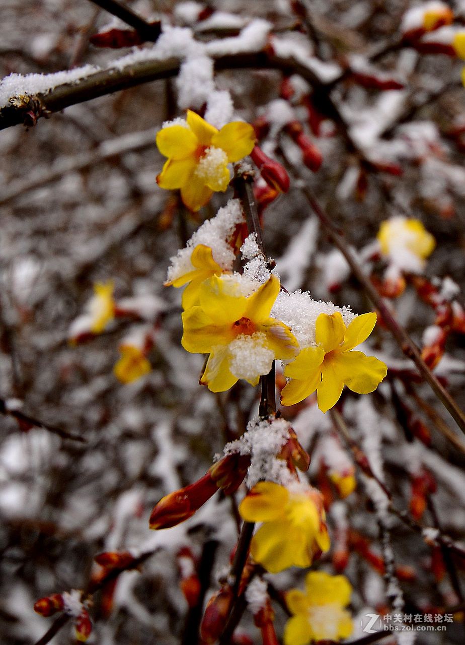 瑞雪中的迎春花