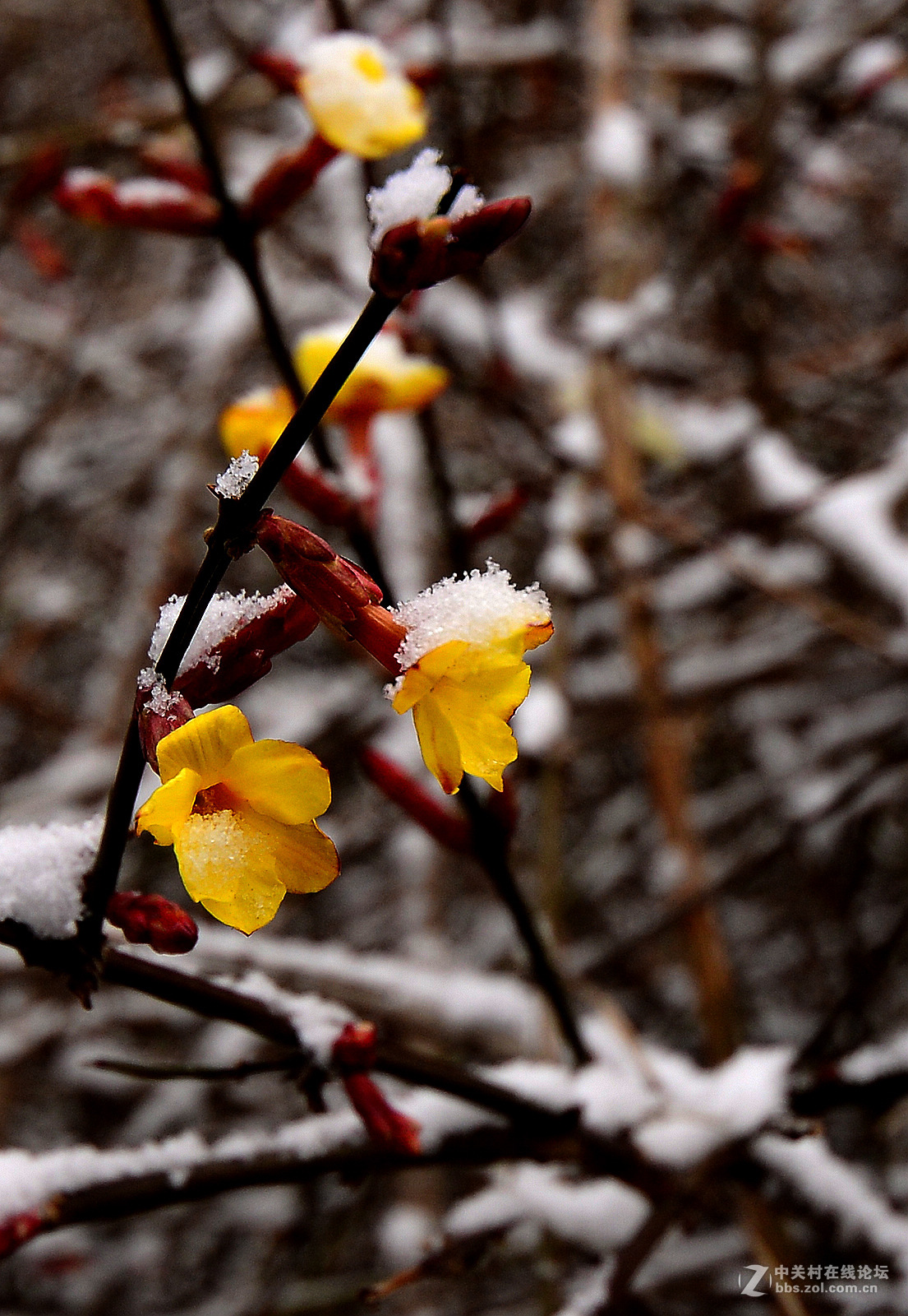 瑞雪中的迎春花