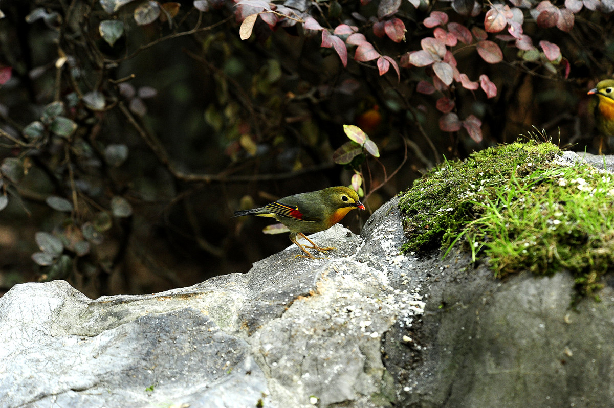 2015年2月14日柳浪闻莺拍相思鸟(d700+80-400)