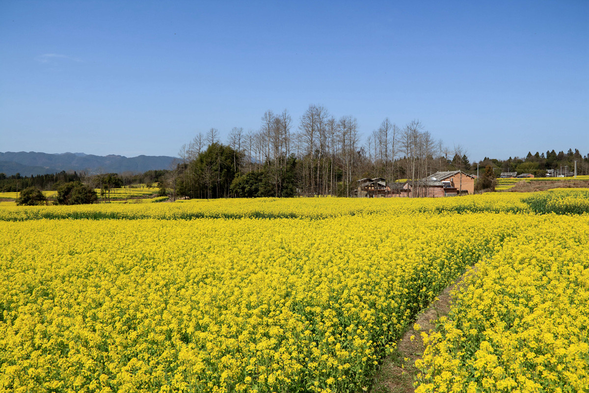 腾冲界头油菜花图片