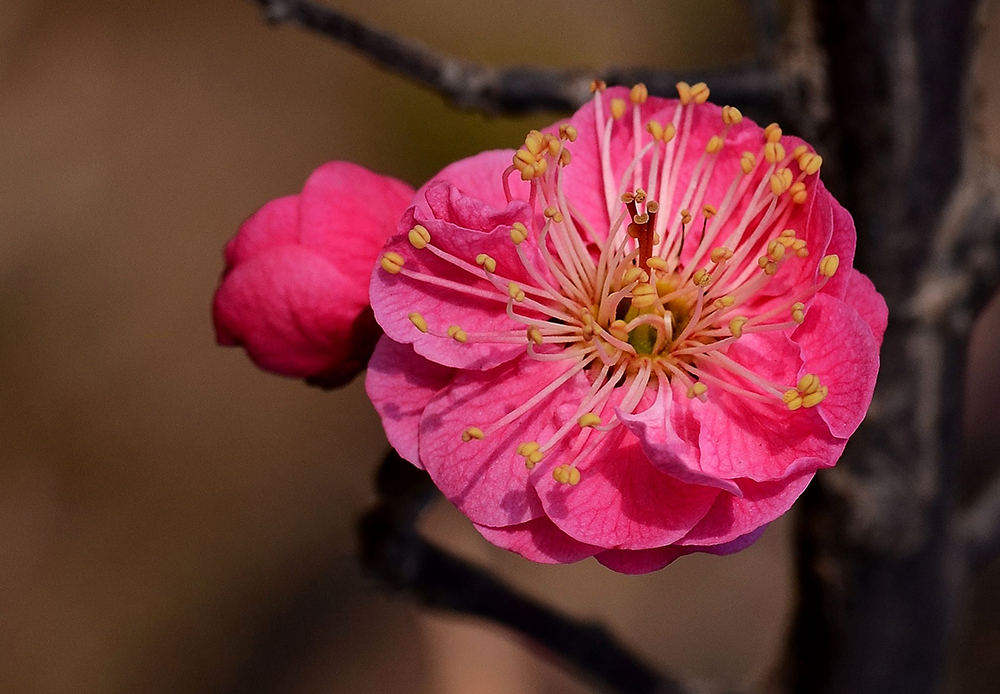 梅花(二)---真梅系(六个品种)