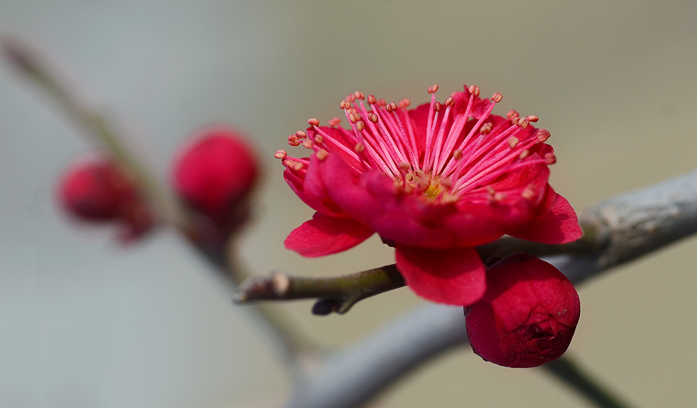 梅花二真梅系六个品种