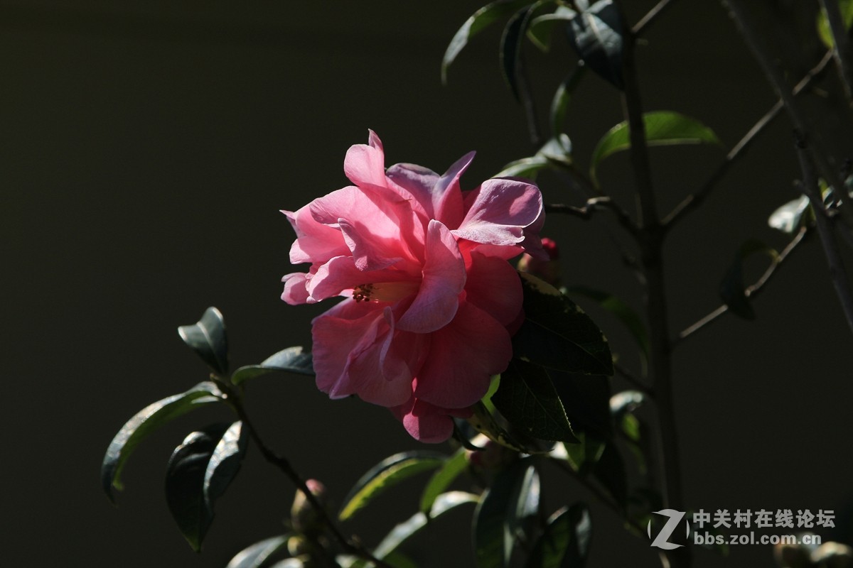 山茶花－－原图