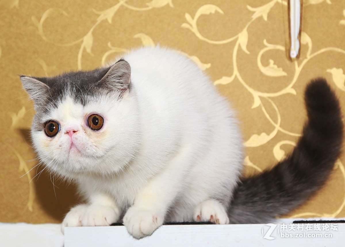 ★★★★★  纯种加菲猫 第七季  ★★★★★