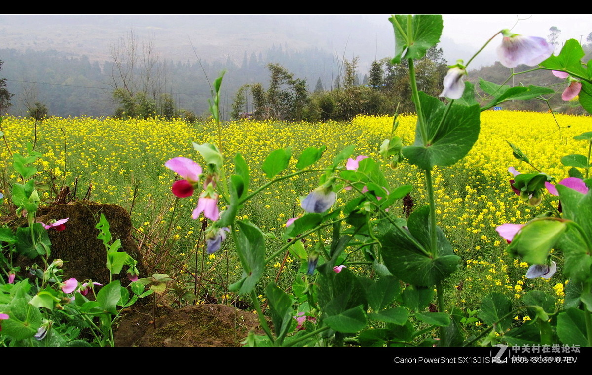 故乡！故乡.......
