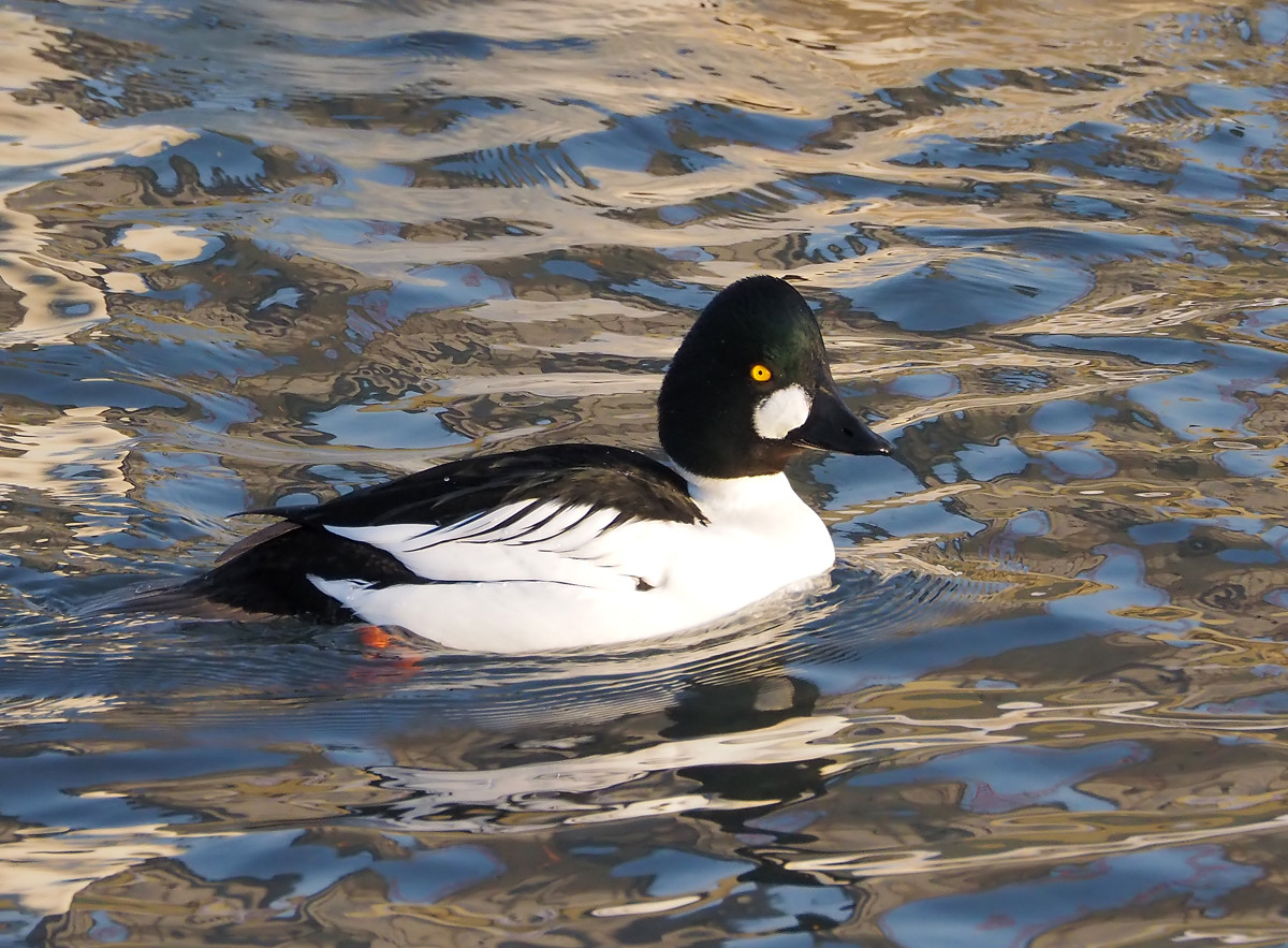 野鸭系列3黑白野鸭