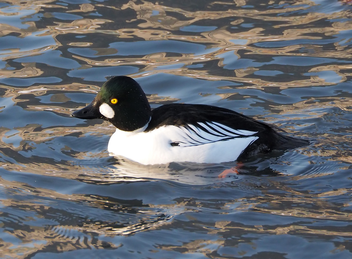 野鸭系列3黑白野鸭