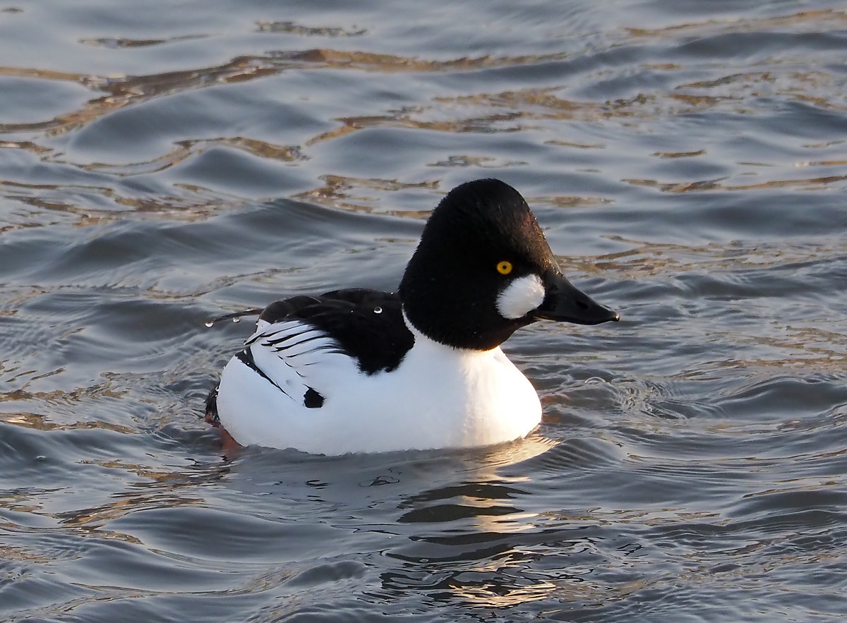 野鸭系列3黑白野鸭