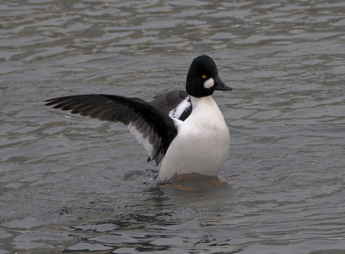 野鸭系列3黑白野鸭