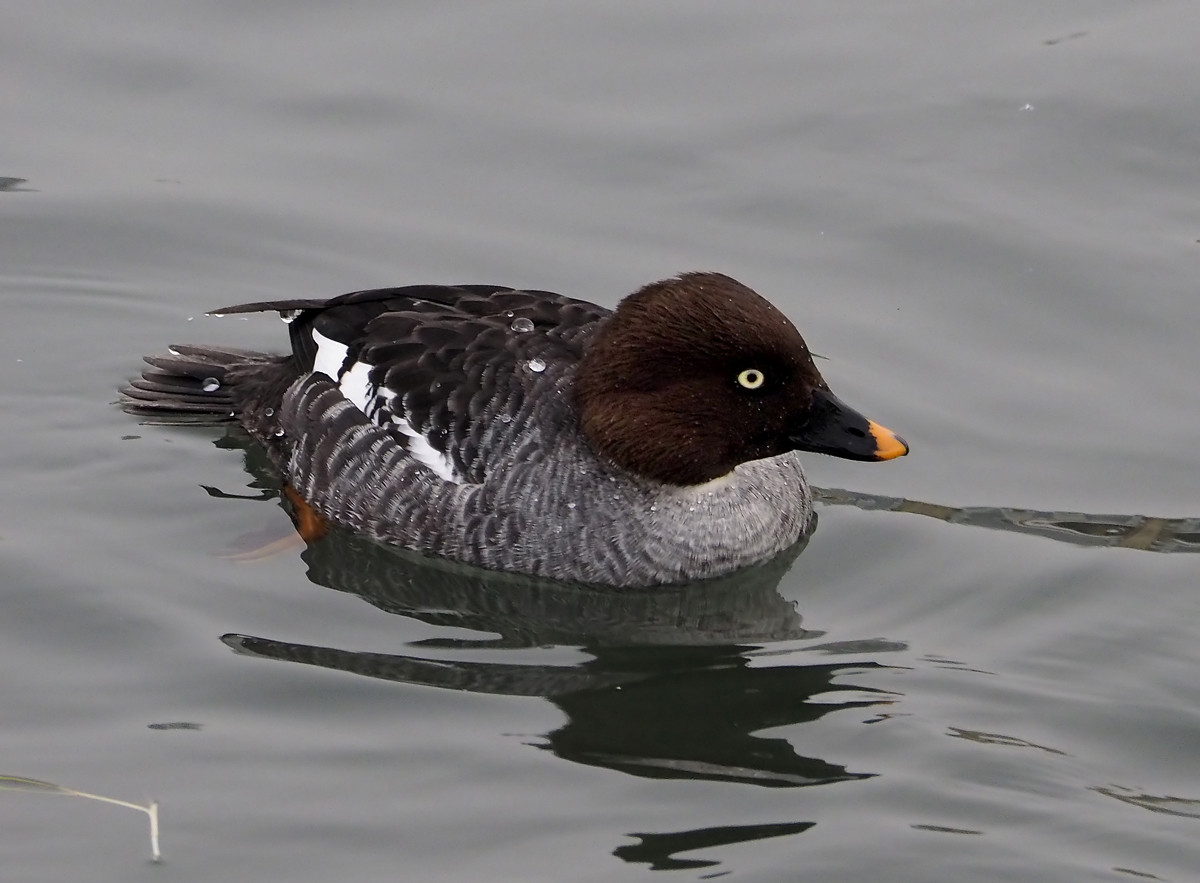 野鸭系列3黑白野鸭