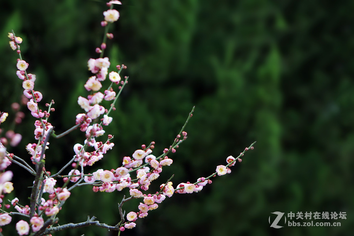 梅花
