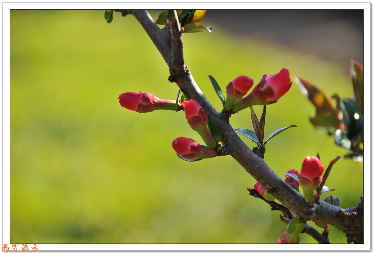 #尼康花卉作品赏析#—【尼康小五拍花】火红海棠—祝您春节快乐，过个红红火火大年！