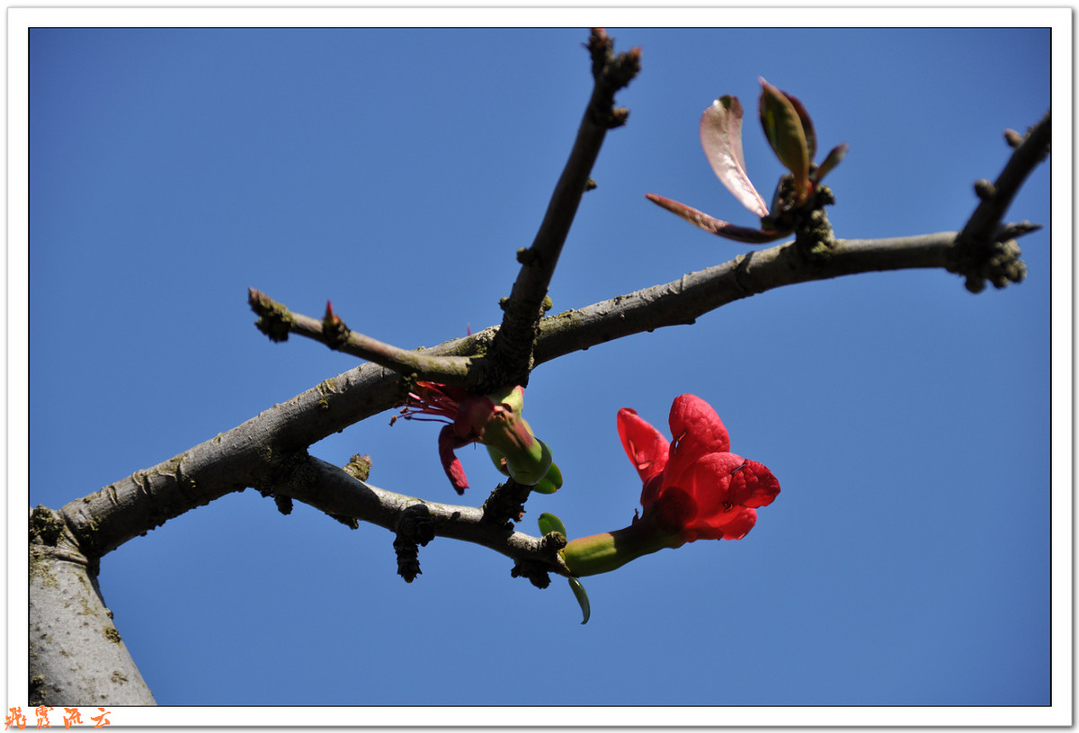 #尼康花卉作品赏析#—【尼康小五拍花】火红海棠—祝您春节快乐，过个红红火火大年！