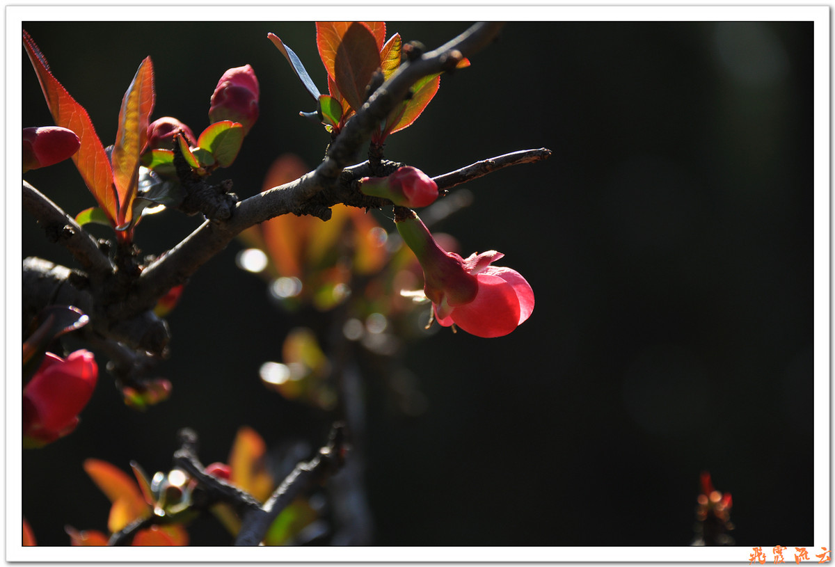 #尼康花卉作品赏析#—【尼康小五拍花】火红海棠—祝您春节快乐，过个红红火火大年！