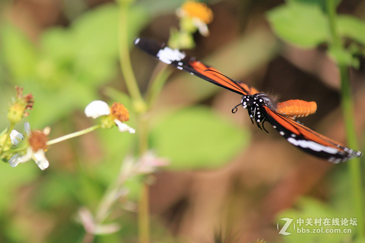 #佳作欣赏#虎斑蝶