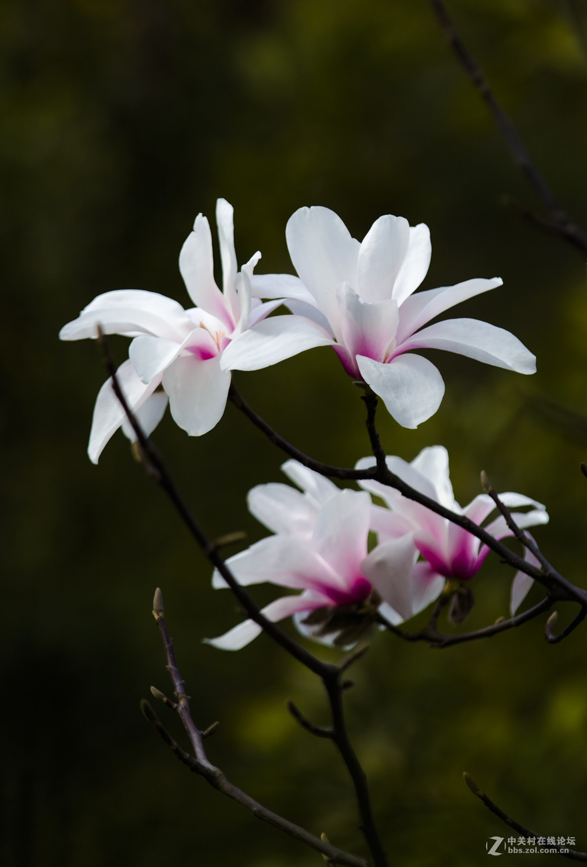 一组白色玉兰花