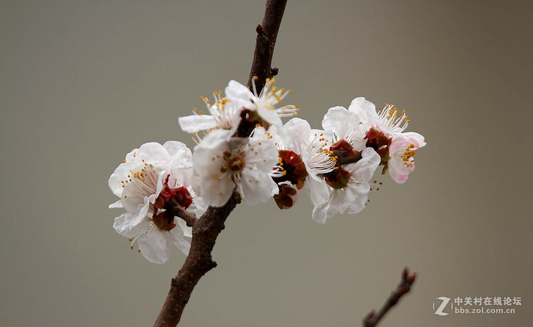 春天裡的花杏花