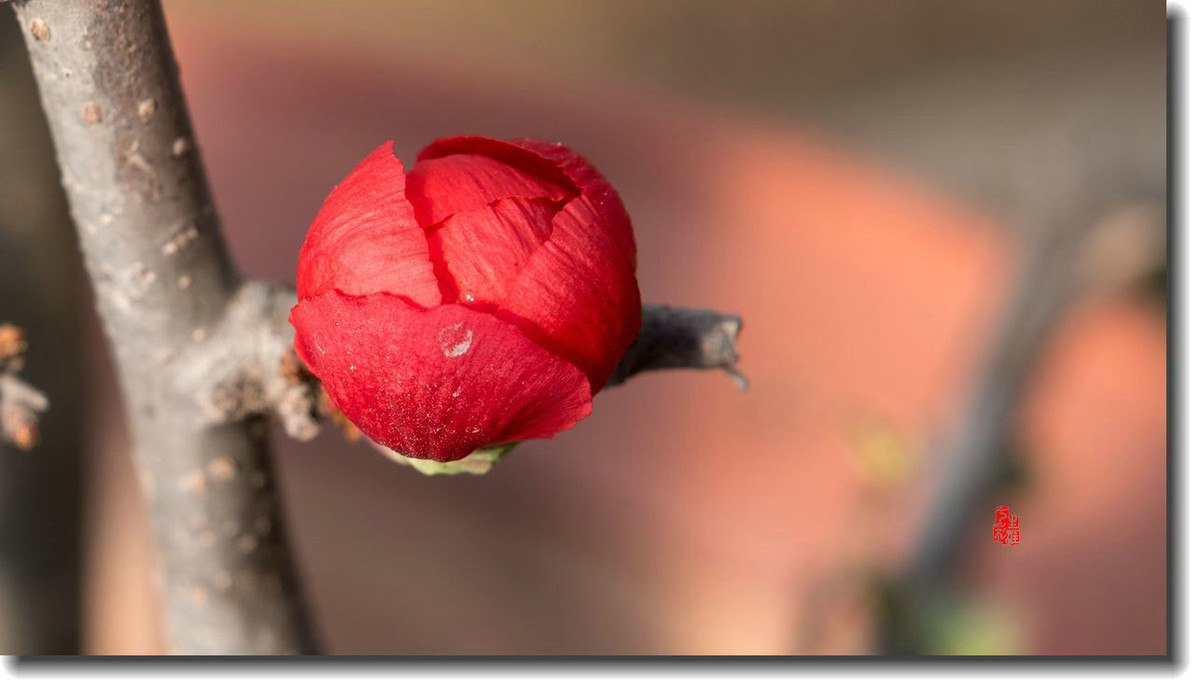 海棠迎新春（5）