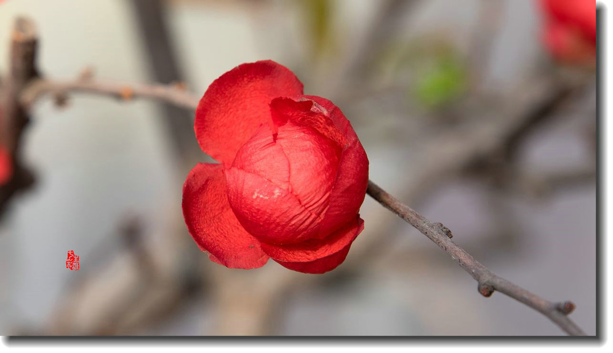 海棠迎新春（5）
