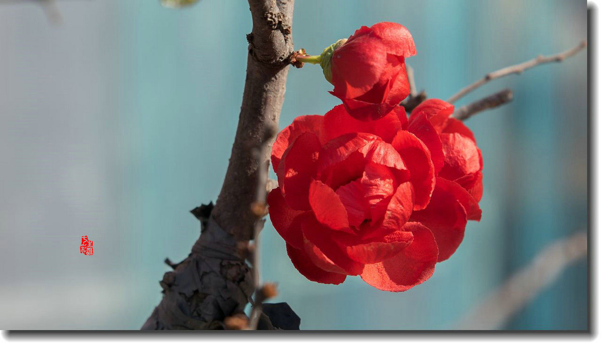 海棠迎新春（5）