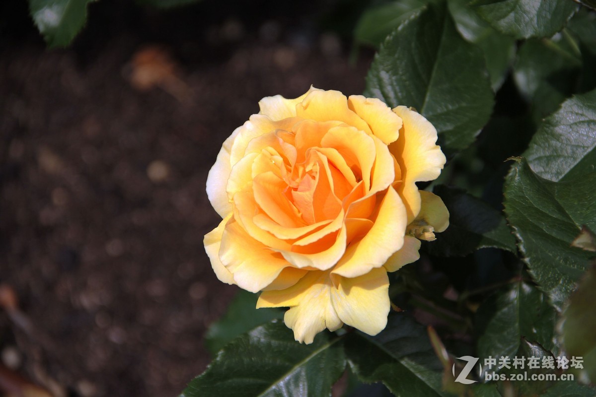 再发日本拍月季，只调锐度，曲线。