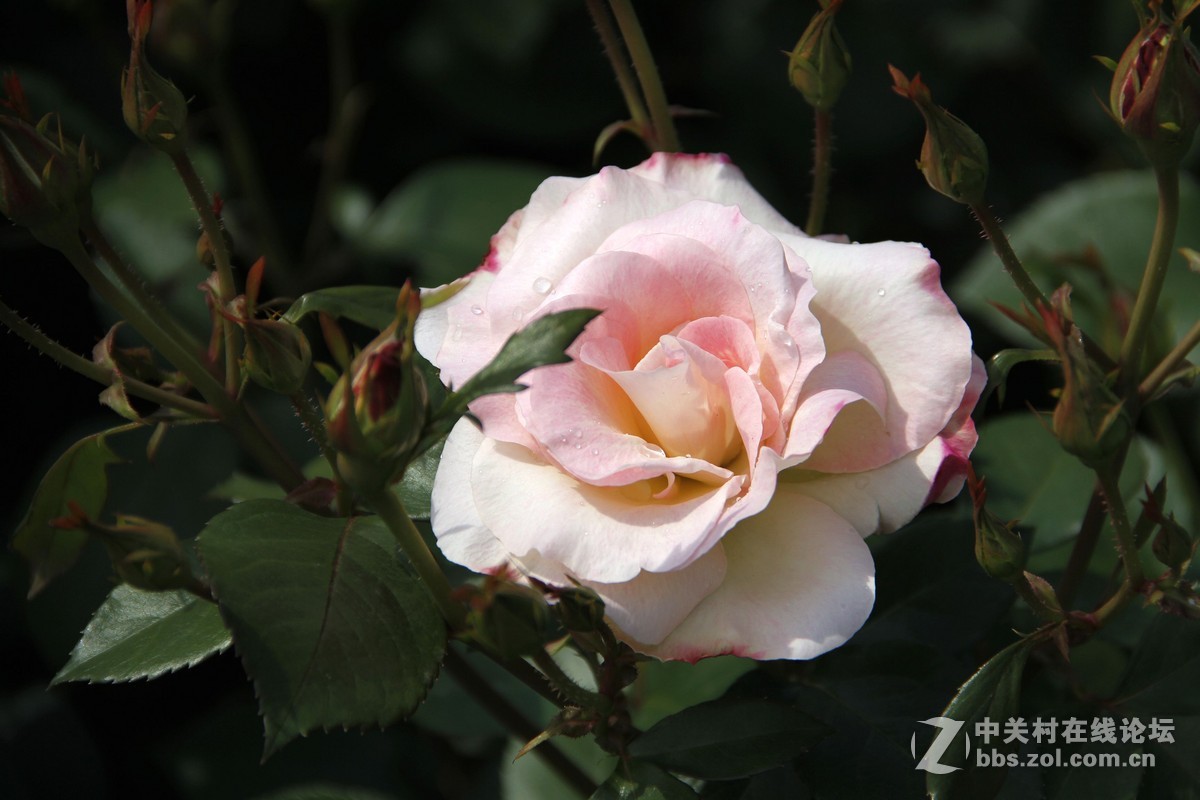 再发日本拍月季，只调锐度，曲线。